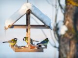 Vogelhaus im Schnee mit mehreren Meisen, die Meisenknoedelreste und Futter aufnehmen; winterliche Fuetterungsszene mit Holzhaus.