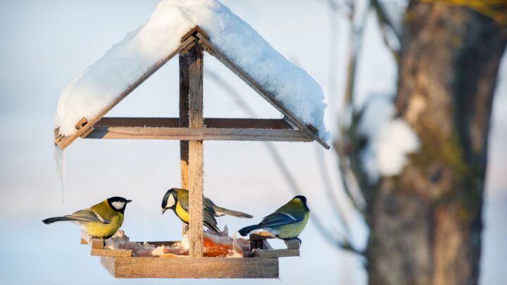 Vogelhaus im Schnee mit mehreren Meisen, die Meisenknoedelreste und Futter aufnehmen; winterliche Fuetterungsszene mit Holzhaus.