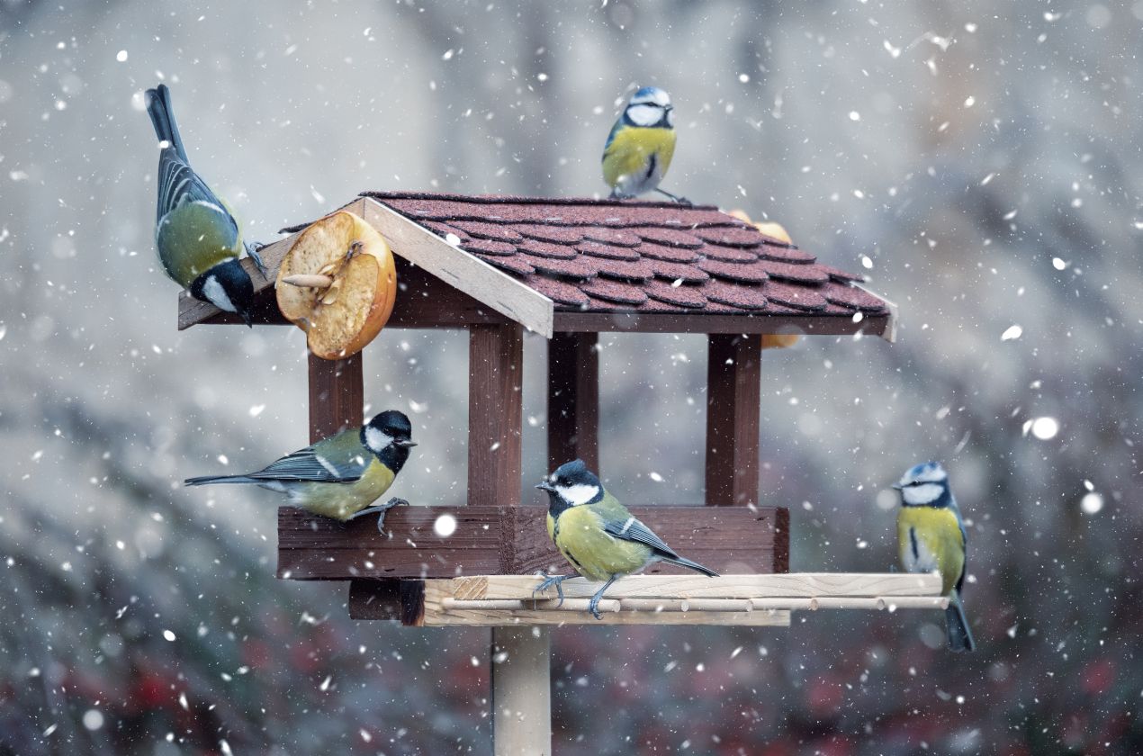 Mehrere Meisen an einem Holzvogelhaus im Schneefall; Futterstelle mit Obst und Meisenknoedeln, umgeben von winterlicher Kulisse.